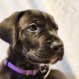 Great Danes from Dusty Dream Danes