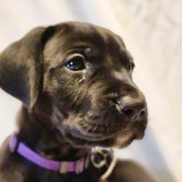Great Danes from Dusty Dream Danes