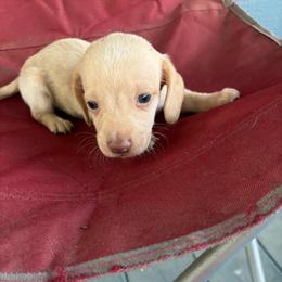 Bauldr - Dapple male Dachshund puppy in Conroe, Texas from Dots Dachshunds