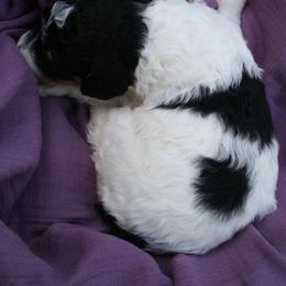 "Oak-lee at 3 weeks old" Poodle Puppies from Amazing Grace Standard Poodles