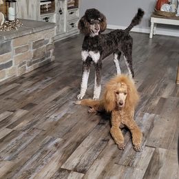 Poodles from McPoodle Dog Ranch