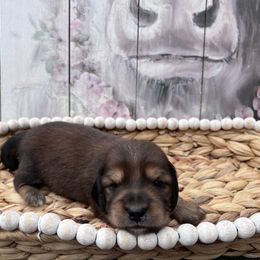 Dachshund Puppies from Victoria’s Dachshunds