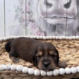 Dachshund Puppies from Victoria’s Dachshunds