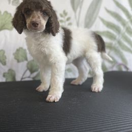 ASHA - Parti Poodle puppy in Sheboygan, Wisconsin from Juicy Standards