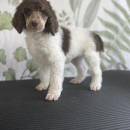 ASHA - Parti Poodle puppy in Sheboygan, Wisconsin from Juicy Standards