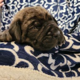 Donner - Brindle Mastiff puppy in Proctor, Minnesota from BFG MASTIFFS
