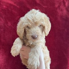 Yellow Collar - Golden Double Doodle puppy in Smiths Creek, Michigan from Dailer’s Doodles