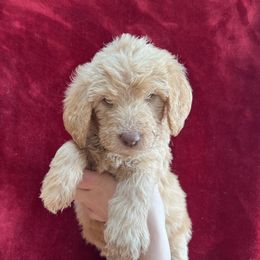 Yellow Collar - Golden Double Doodle puppy in Smiths Creek, Michigan from Dailer’s Doodles