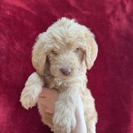Yellow Collar - Golden Double Doodle puppy in Smiths Creek, Michigan from Dailer’s Doodles