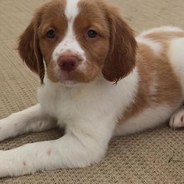 Brittany Puppies from Tail'Z End Kennels