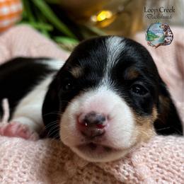 Juno - Piebald female Dachshund puppy in Fayetteville, West Virginia from Loop Creek Dachshunds