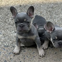 French Bulldogs from Cassandra Hayes