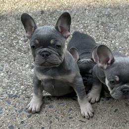 French Bulldogs from Cassandra Hayes