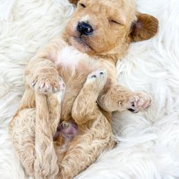 VALOR - Apricot male Goldendoodle puppy in Davison, Michigan from Dreaming Doodles
