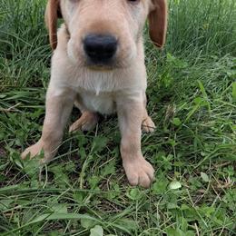 White Boy - Yellow male Labrador Retriever puppy in Potosi, Wisconsin from Point and Flush Gun Dogs