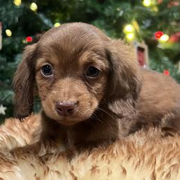 Boy 1 - male Dachshund puppy in Litchfield, Michigan from High Country Kennels