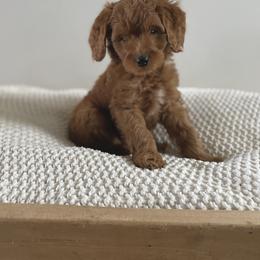 Bernedoodle, Goldendoodle, and Poodle Puppies from Central Valley Canine Companions
