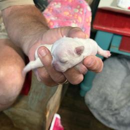 Mario - White male Chihuahua puppy in Dime Box, Texas from Color Me Crazy Chihuahuas