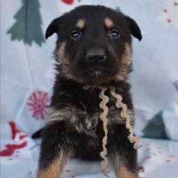 Grey Boy - Black and tan male German Shepherd puppy in Grants Pass, Oregon from Granville German Shepherds