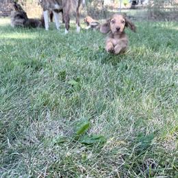 Boy1 - Cream male Dachshund puppy in Umatilla County, Oregon from Divine Dogs