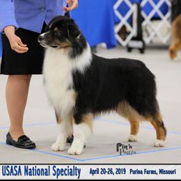 Wasabi - Australian Shepherd