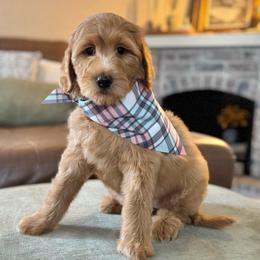 Lucy (Light Pink Collar) - Red  female Goldendoodle puppy in Bay City, Texas from Charming Doods