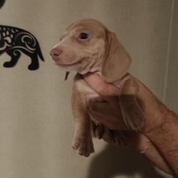 Grayson - Gray (blue) male Dachshund puppy in Marshall, Texas from Wilson's Kennels