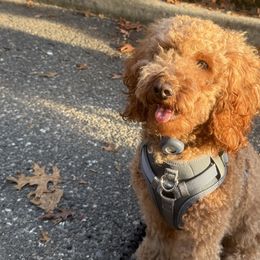 Cavalier King Charles Spaniels, Cavapoos, and Poodles from Melissa's East End Cavaliers