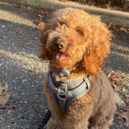Cavalier King Charles Spaniels, Cavapoos, and Poodles from Melissa's East End Cavaliers