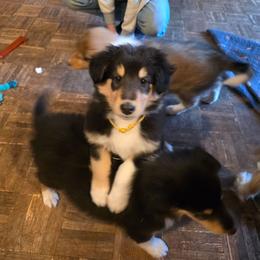 Yellow - Black white and tan male Collie puppy in Wykoff, Minnesota from Country Collies