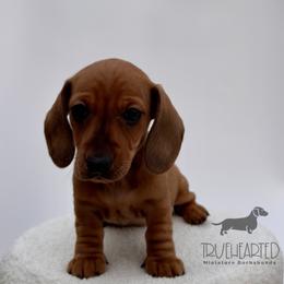 Ophelia - Red female Dachshund puppy in Royse City, Texas from Truehearted Miniature Dachshunds