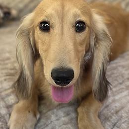 Henrey - Cream male Dachshund puppy in Inverness, Florida from Royalworth Kennel