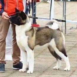 Cobra  - Akita