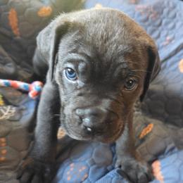 Magenta Collar - Gray female Cane Corso puppy in Henry, Virginia from Hardradas Dynasty Cane Corso