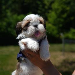 Bizcochó - Chocolate and tan male Shih Tzu puppy in Fredericksburg, Virginia from Shih Tzu Virginia