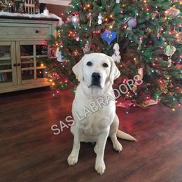 Shasta - Labrador Retriever