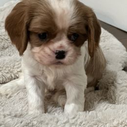 Oakie - Blenheim male Cavalier King Charles Spaniel puppy in Marshall, Arkansas from Kate’s Cavaliers