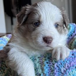 25S Black Collar - Lilac male Border Collie puppy in Mariposa, California from Team Reeves Ranch