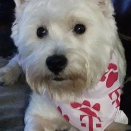 West Highland White Terriers from Smith’s Westies
