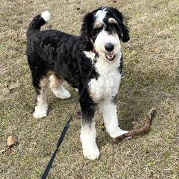 Bernie - Bernedoodle