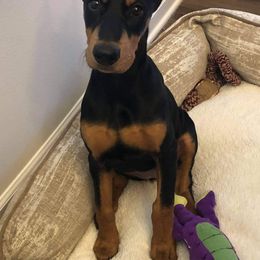Doberman Pinscher Puppies from Franklin Dobermans