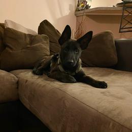 Belgian Malinois Puppies from Cascade Kennels
