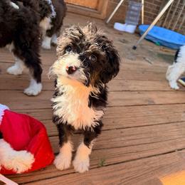 Sol - with training - Tri-color male Bernedoodle puppy in Boonville, North Carolina from Doods & Dolls