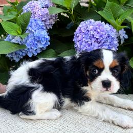 Marfa - Tri-color female Cavalier King Charles Spaniel puppy in Watsontown, Pennsylvania from Huntsman Cavaliers