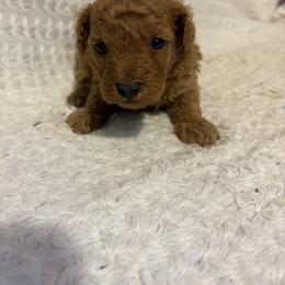 Rix - Red  male Poodle puppy in Apex, North Carolina from Happy puppies