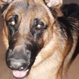 German Shepherds from Rosato Shepherds