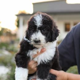 Mary - Black and white female Bernedoodle puppy in Yuba City, California from Ranch House Doodles
