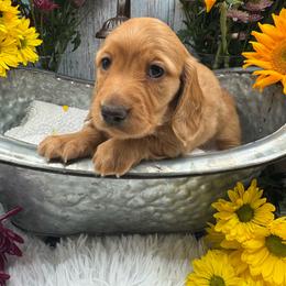 Thumper - Red male Dachshund puppy in Waynesville, North Carolina from Blue Ridge Doxies