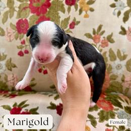 Marigold - Black and white female Sheepadoodle puppy in Aubrey, Texas from The Parrish Doods