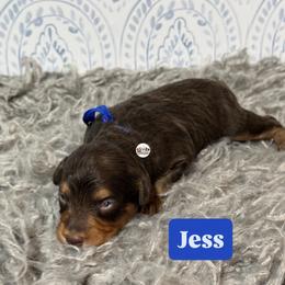 Jess - Brown and white male Aussiedoodle puppy in Fort Worth, Texas from Doodles by Dada